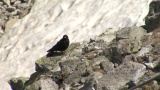 Video of Yellow-billed Chough - Yellow-billed Chough fly in the sky in Bulgarian mountains